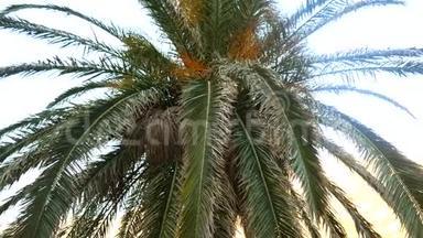 一枝棕榈树特写.. 黑山的<strong>枣树</strong>。